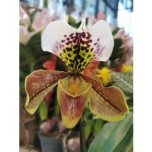 Paphiopedilum USA HYBRID - Papucsorchidea