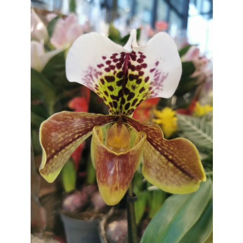 Papucsorchidea - Paphiopedilum 'USA HYBRID' 1