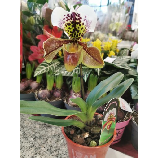 Paphiopedilum USA HYBRID - Papucsorchidea