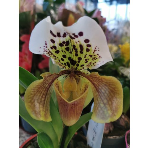 Papucsorchidea - Paphiopedilum 'USA HYBRID' 2