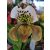 Papucsorchidea - Paphiopedilum USA HYBRID 2