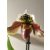 Papucsorchidea - Paphiopedilum USA HYBRID 3