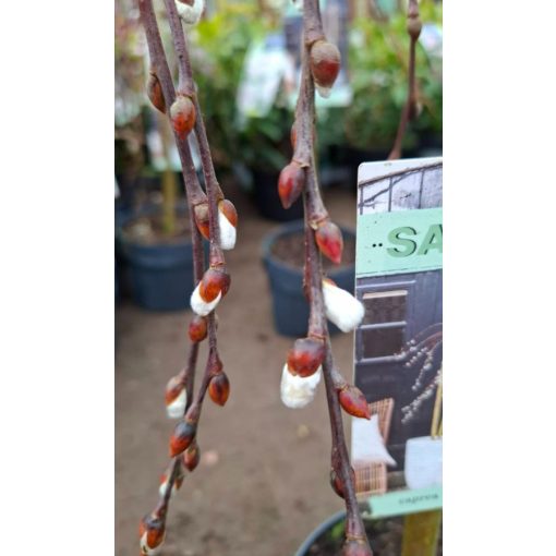 Salix caprea Kilmarnock - Csüngő barkafűz