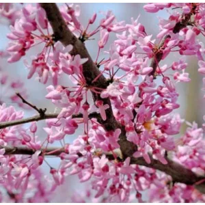 Cercis canadensis - Kanadai júdásfa