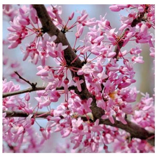 Cercis canadensis - Kanadai júdásfa