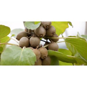 Actinidia arguta Jenny (p17) - Öntermékeny Kivi