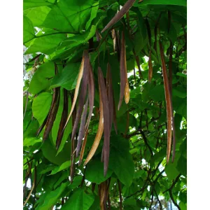 Catalpa bignonioides (p19) - Szivarfa