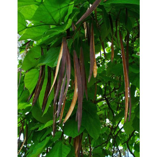 Catalpa bignonioides (p19) - Szivarfa