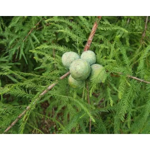 Taxodium distichum (p21) - Amerikai mocsárciprus