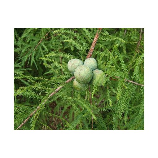 Taxodium distichum (p21) - Amerikai mocsárciprus
