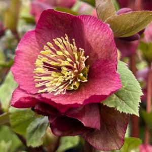 Helleborus orientalis Red Princess - Keleti hunyor