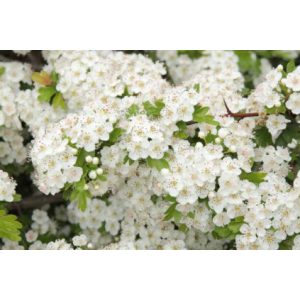 Crataegus monogyna – Egybibés galagonya