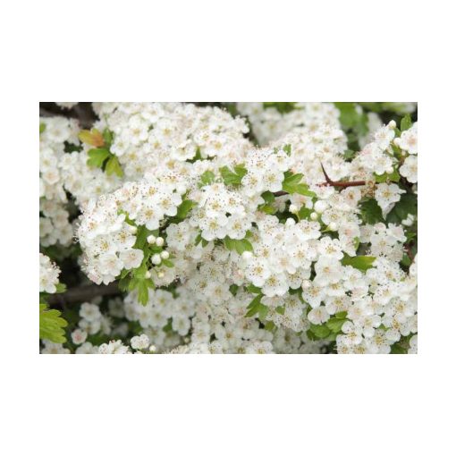 Crataegus monogyna – Egybibés galagonya
