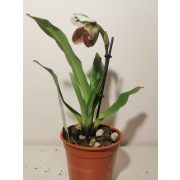 Papucsorchidea - Paphiopedilum 'USA HYBRID' 3