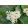 Sorbus intermedia – Svéd berkenye