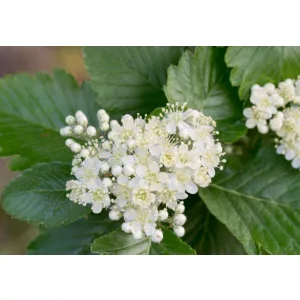 Sorbus intermedia – Svéd berkenye