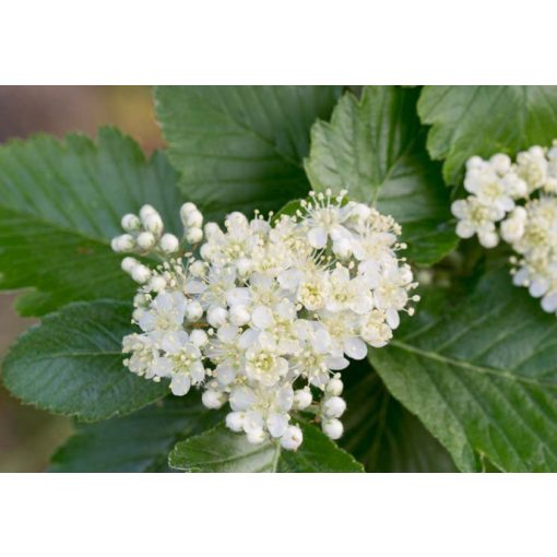 Sorbus intermedia – Svéd berkenye