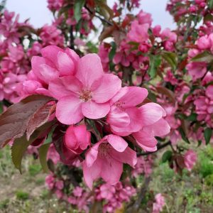 Malus Ola (p23) – Díszalma