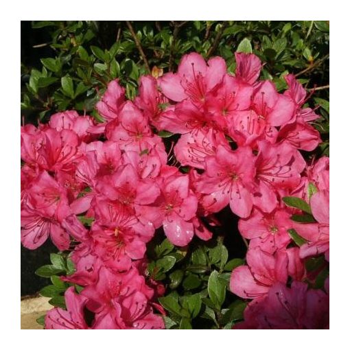 Rhododendron japonica Anne Frank - Japán azálea