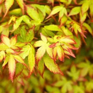 Acer palmatum Little Princess (p10) - Japán juhar