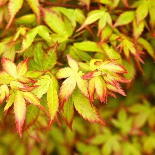 Acer palmatum Little Princess (p10) - Japán juhar