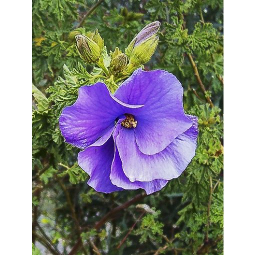Alyogyne huegelii - Kék hibiszkusz