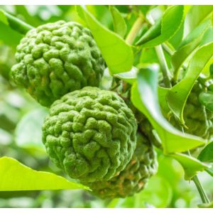 Citrus hystrix - Kaffír lime