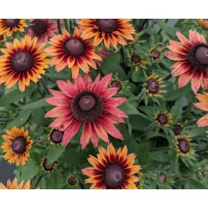 Echibekcia Summerina Glow Dizz - Kúpvirág