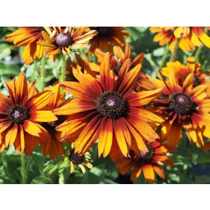 Echibeckia Summerina Orange - Kúpvirág