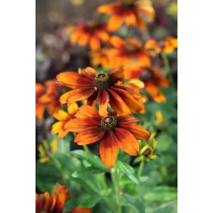 Echibeckia Summerina Pumpernickel - Kúpvirág