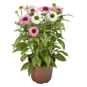 Echinacea Cream Crush - Kasvirág