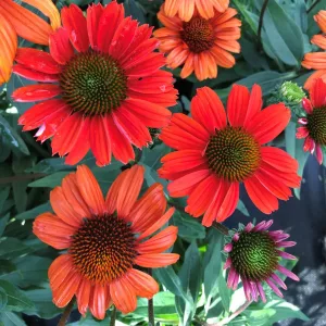 Echinacea Kismet Intense Orange - Kasvirág