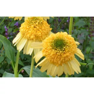 Echinacea Meteor Yellow - Kasvirág