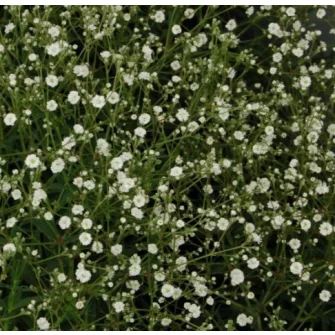 Fátyolvirág (Gypsophila)