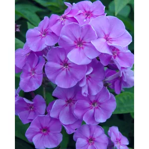 Phlox paniculata Sweet Summer Ocean - Bugás lángvirág