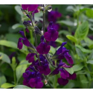 Salvia greggii Nachtvlinder - Őszi zsálya