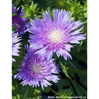 Olajbóbita (Stokesia)