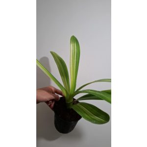 Clivia miniata Variegata - Tarka levelű klívia (1)