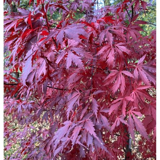 Acer palmatum Black Lace (p19) - Japán juhar