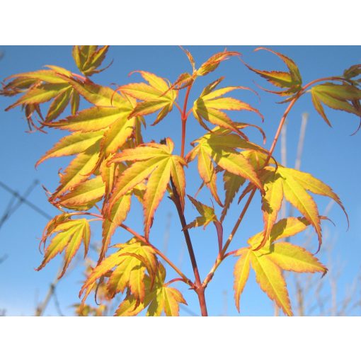 Acer palmatum Katsura (p15) - Japán juhar