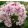Phlox paniculata Twister - Bugás lángvirág