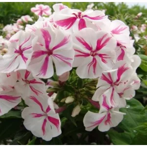 Phlox paniculata Twister - Bugás lángvirág