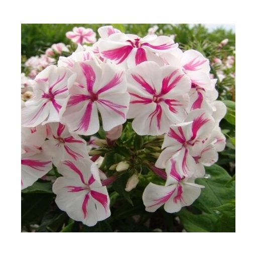 Phlox paniculata Twister - Bugás lángvirág