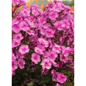 Phlox paniculata Smokey - Bugás lángvirág