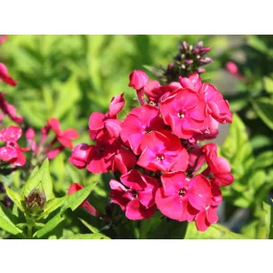 Phlox paniculata Strawberry Daquiri - Bugás lángvirág