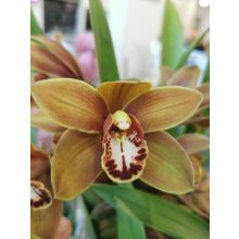 Cymbidium sp. 15