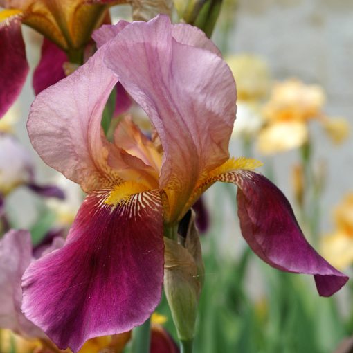 Iris germanica Salonique - Nőszirom