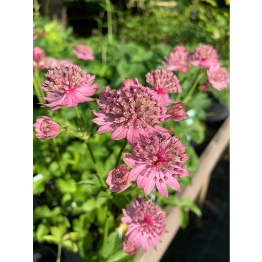 Astrantia major Pink - Völgycsillag