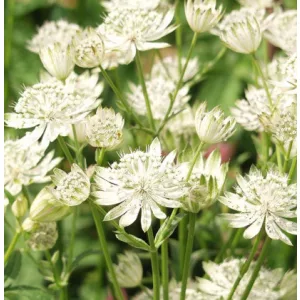 Astrantia major White - Völgycsillag