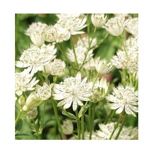 Astrantia major White - Völgycsillag